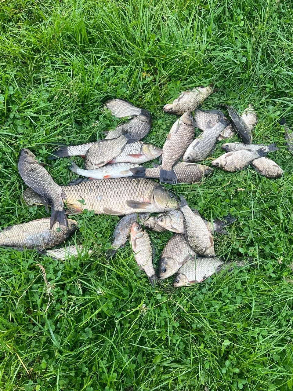 карась