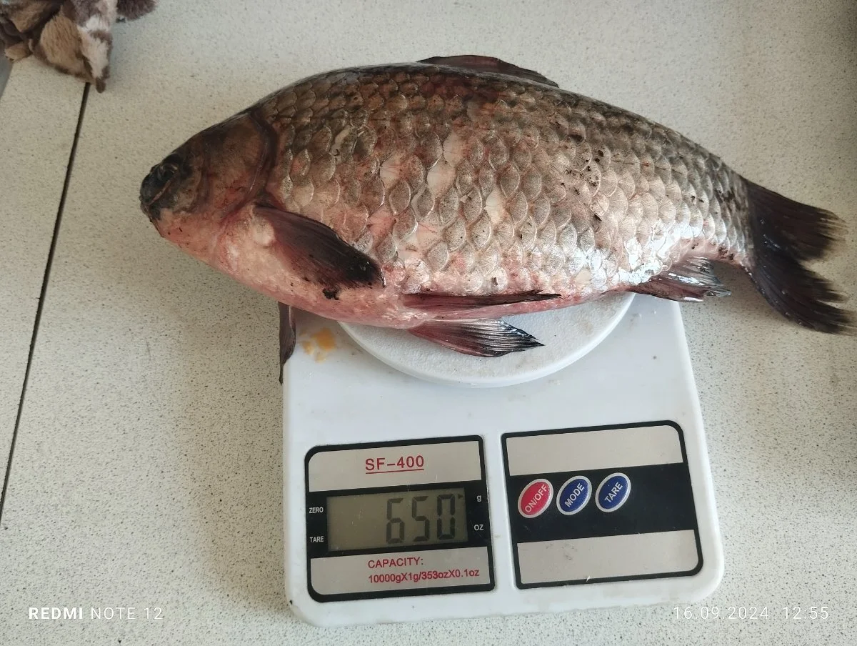 Карась 0.65 кг