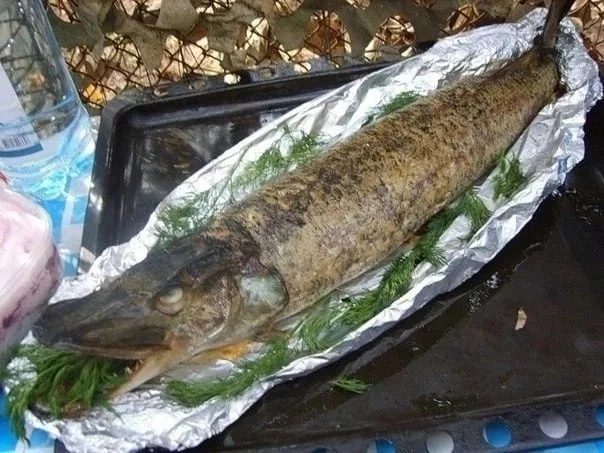 щука