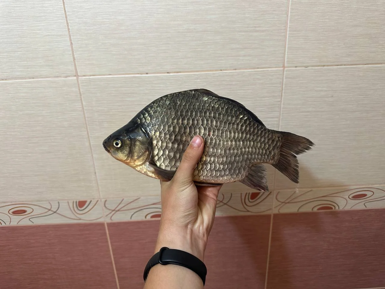Щука 1.5 кг