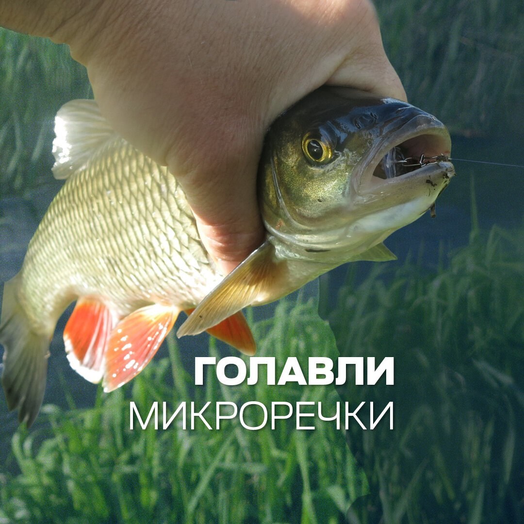 голавль