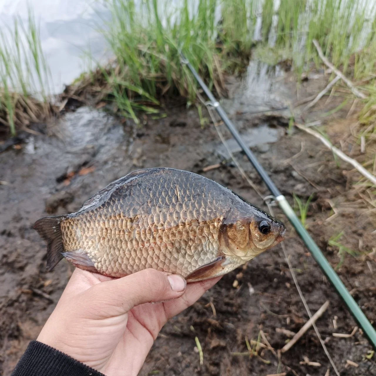 карась