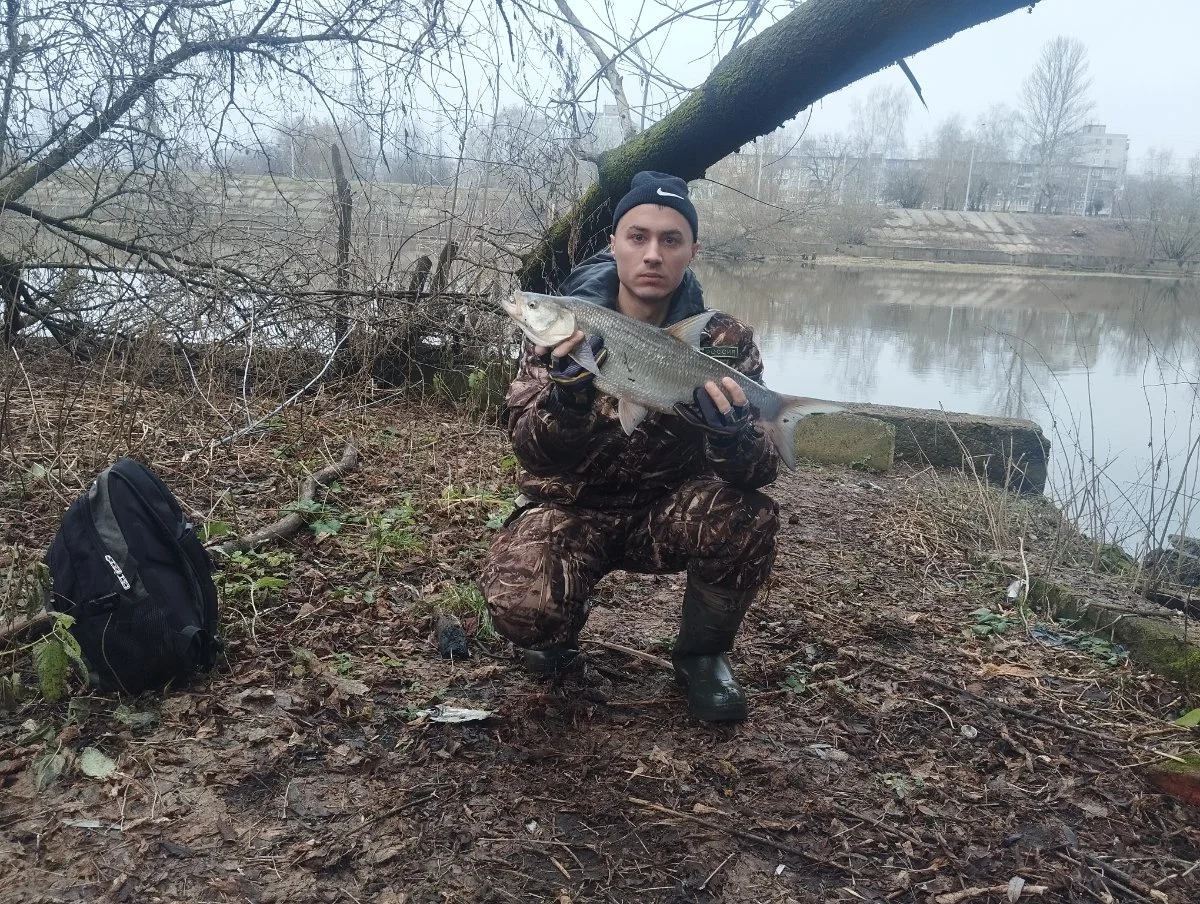 Жерех 2.4 кг