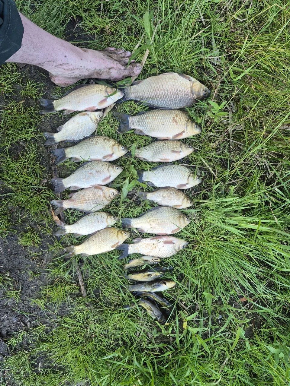 карась