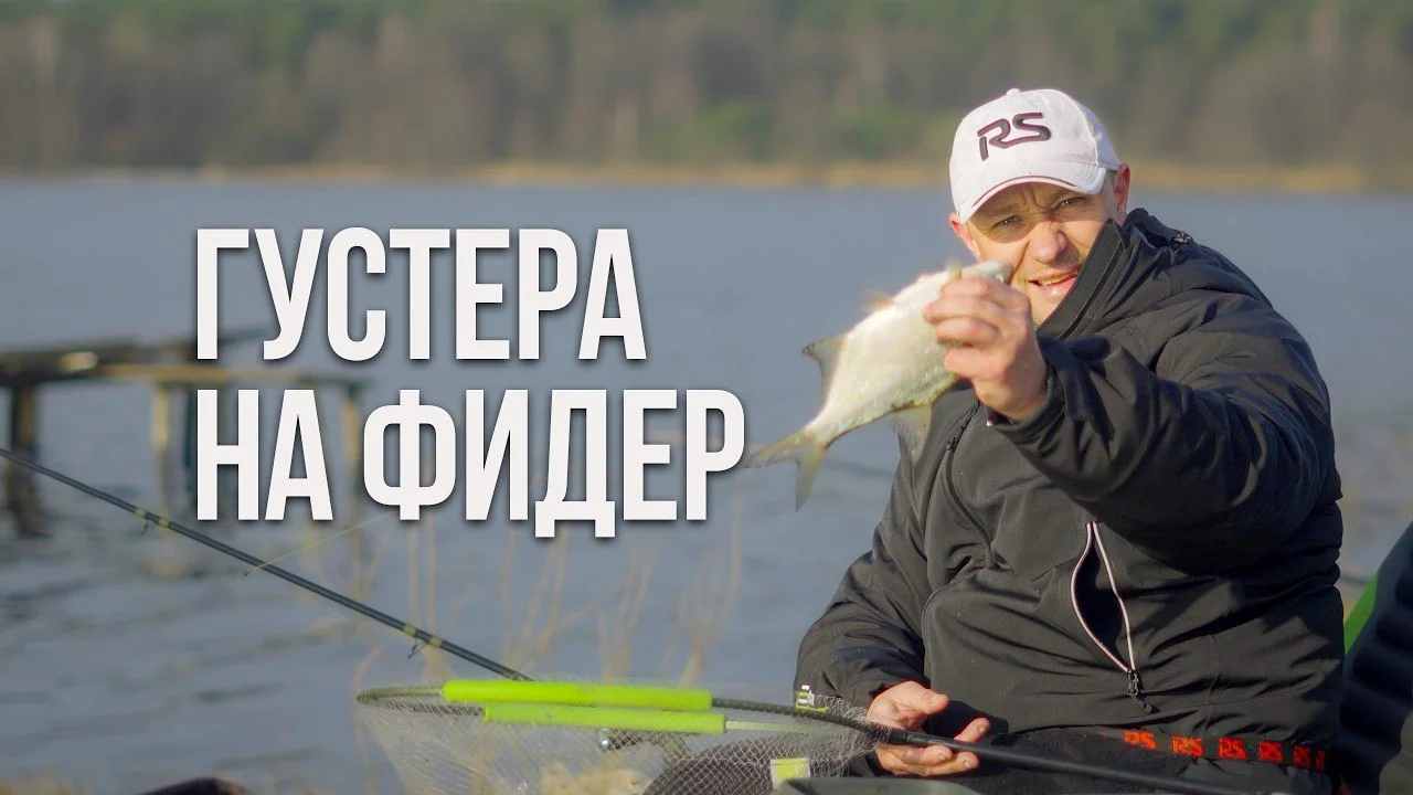 густера