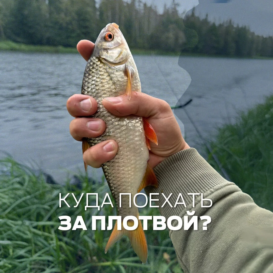 плотва