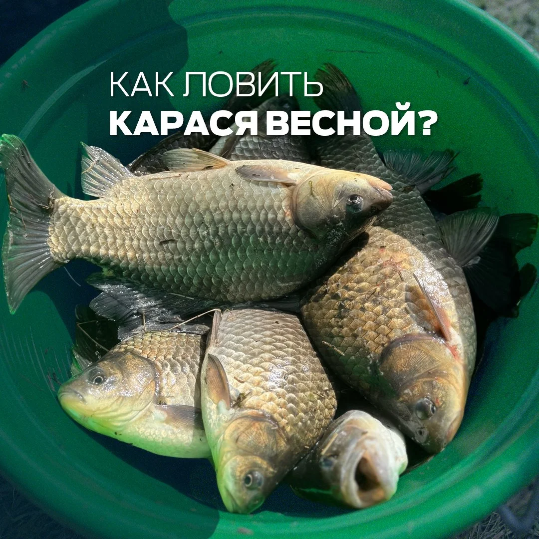 карась
