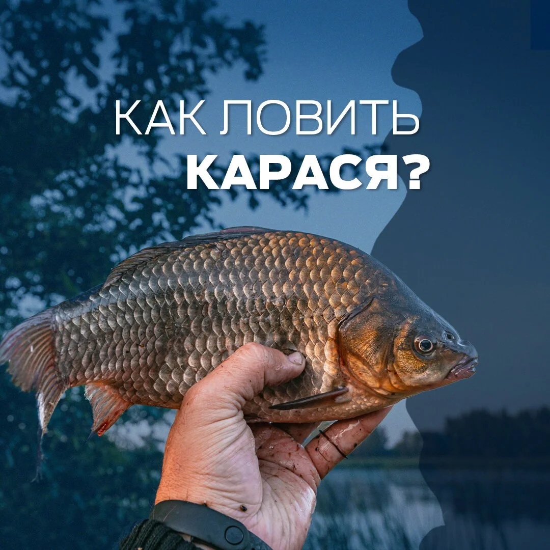 карась