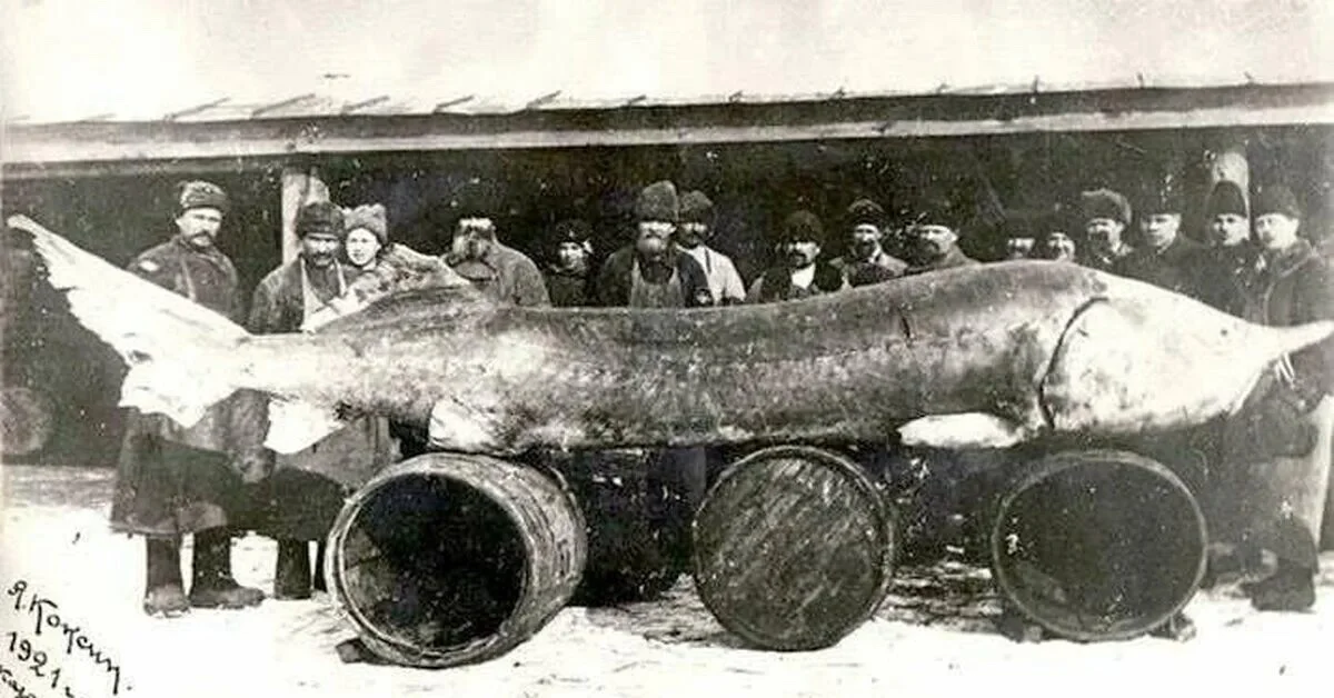 Белуга 200.0 кг