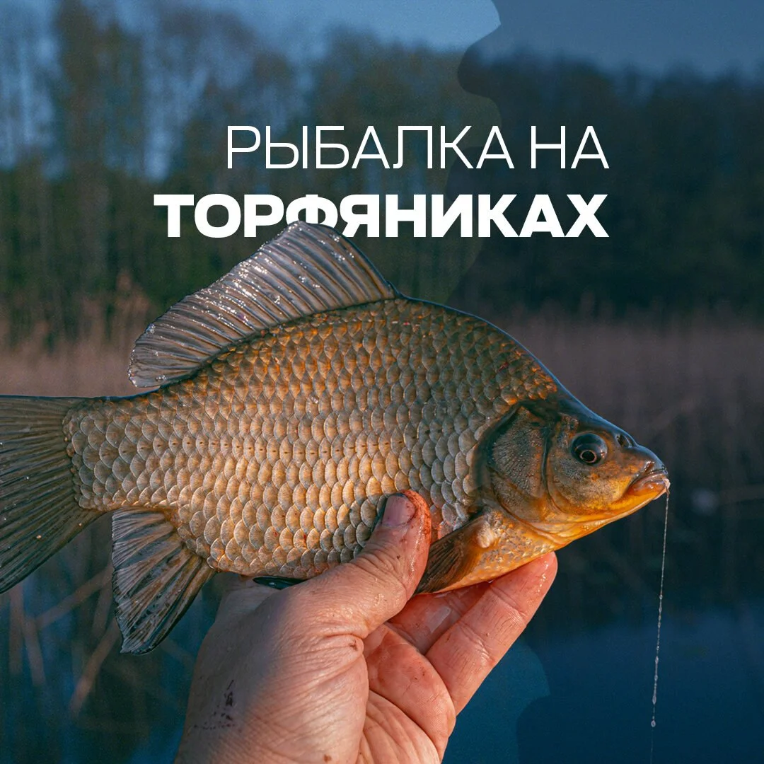 карась