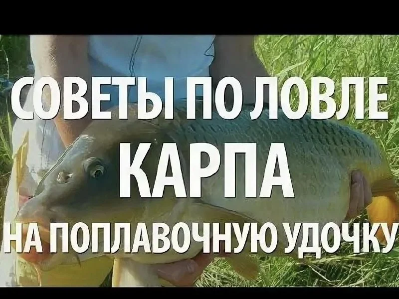 карп