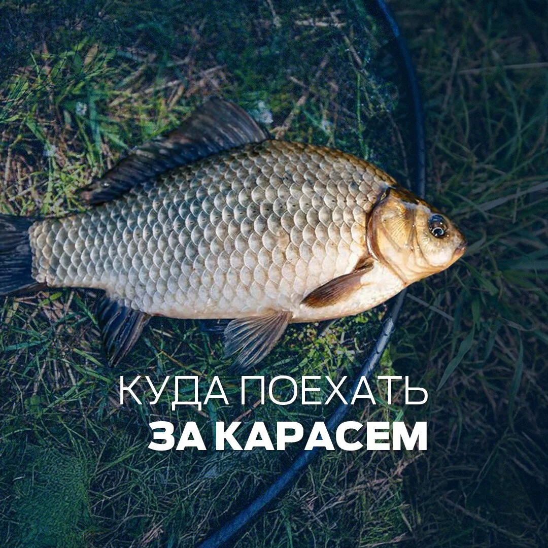 карась