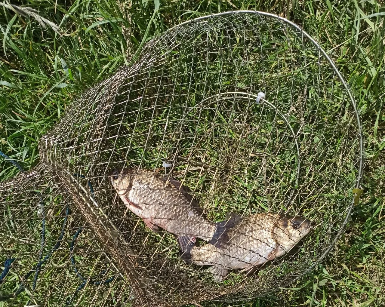 карась