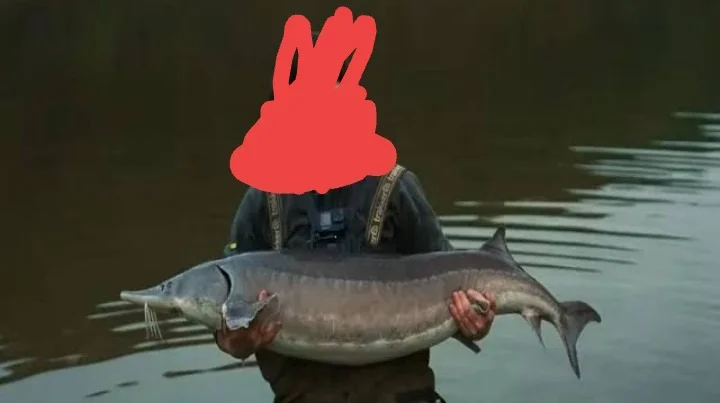Белуга 67.0 кг
