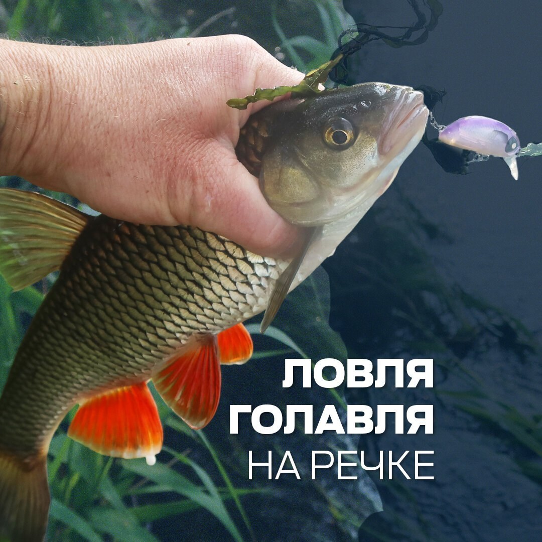 голавль