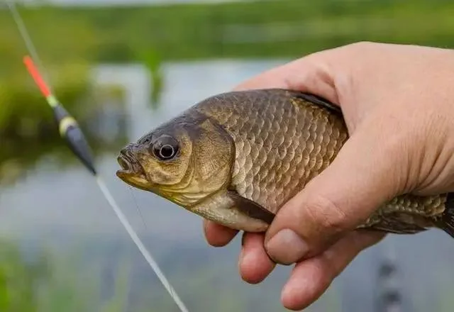 карась