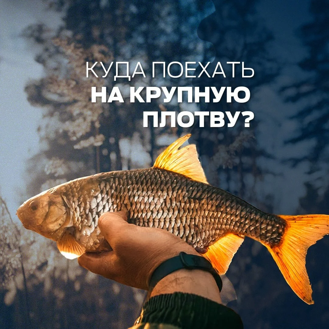 плотва