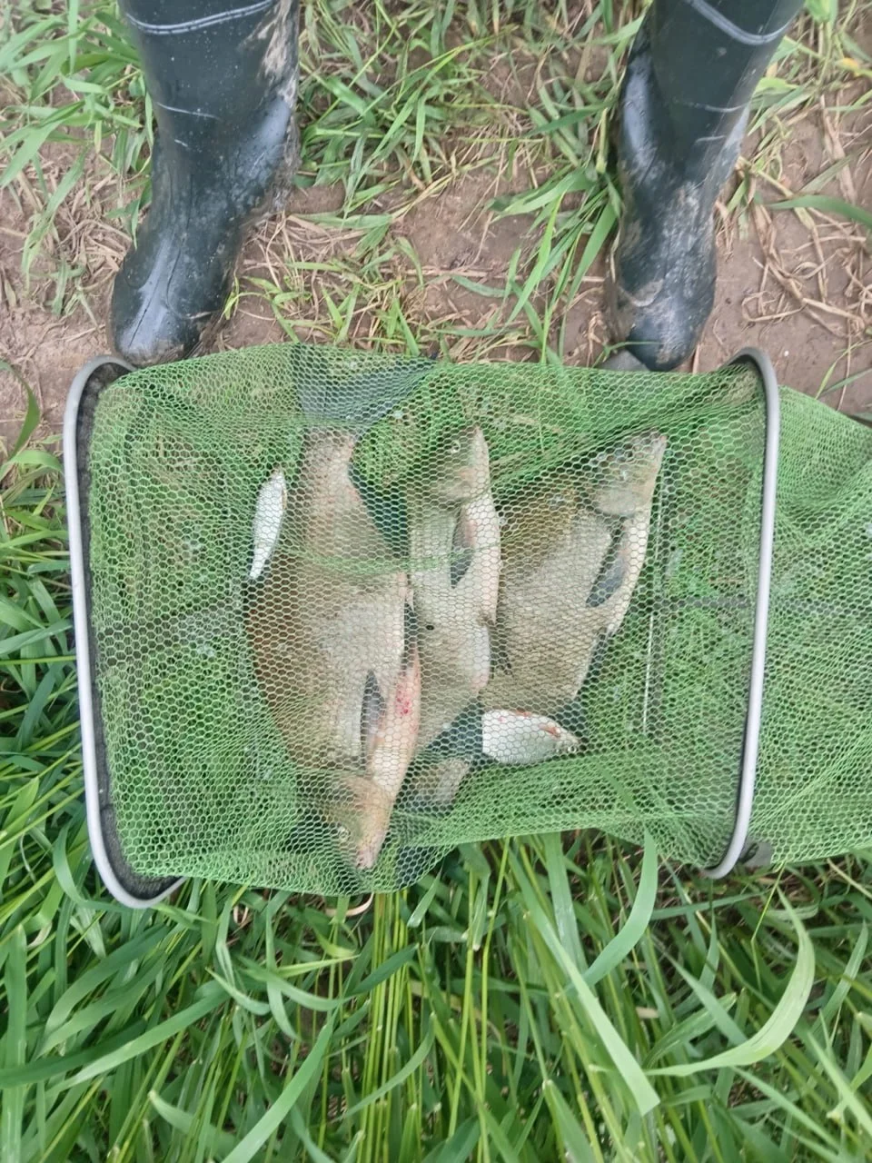 карась