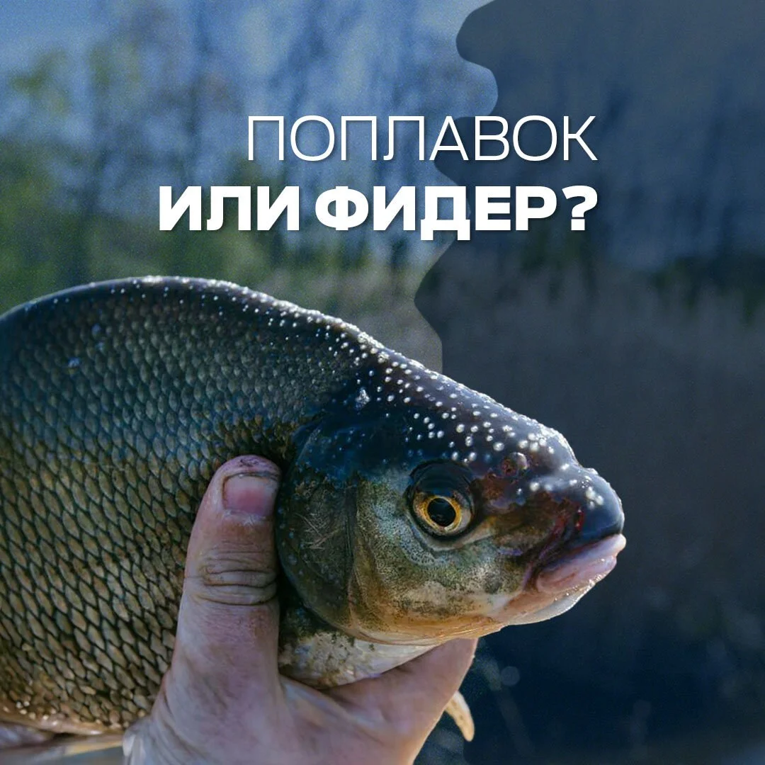 улов