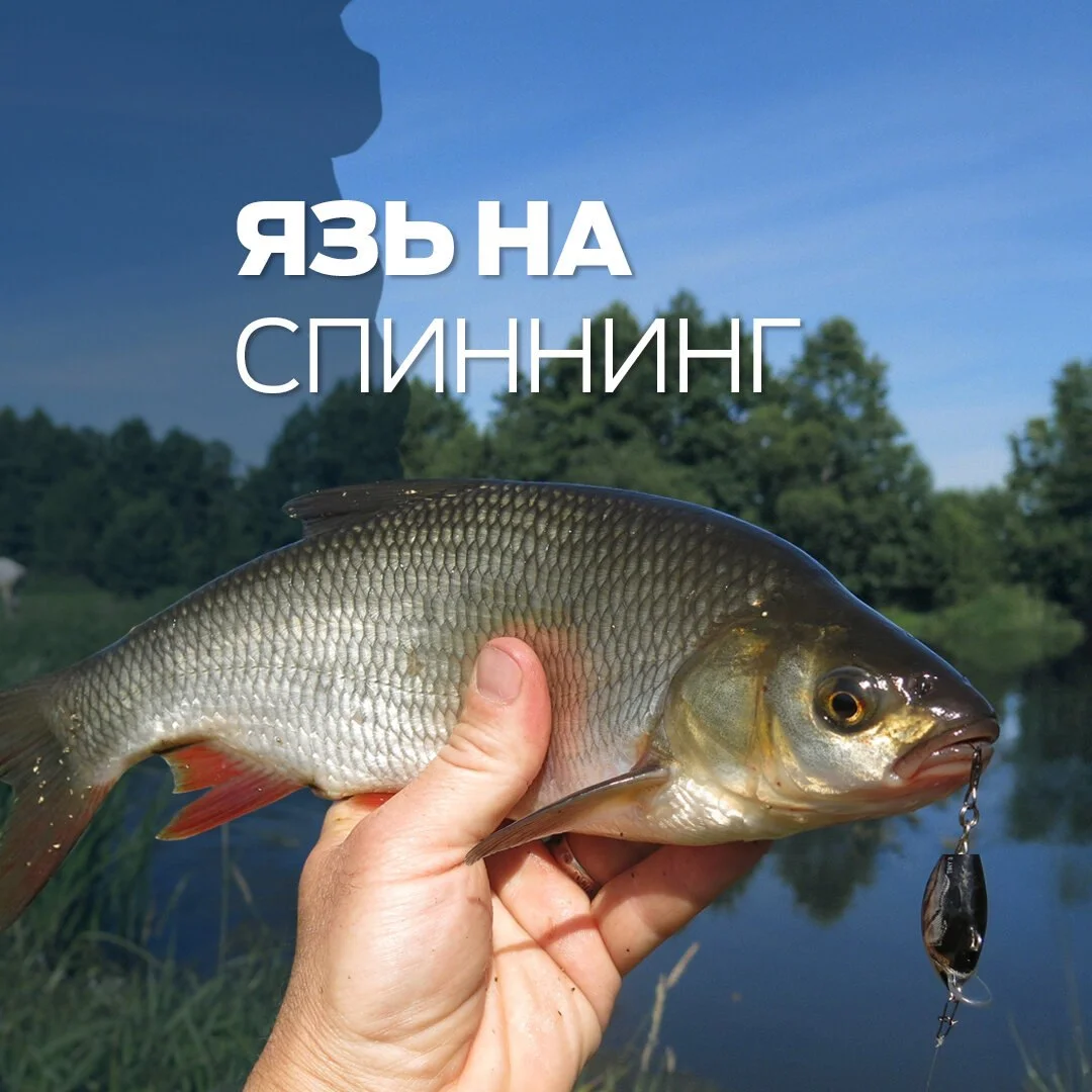 язь