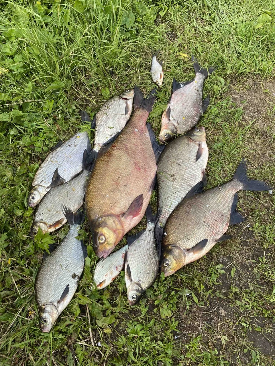 лещ