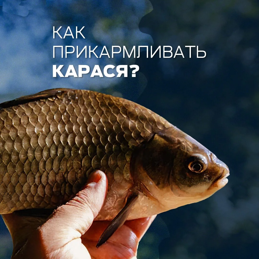 карась