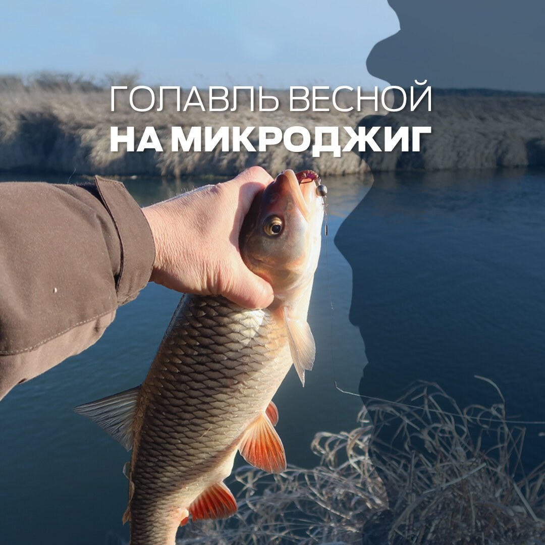 голавль